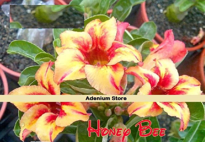 (image for) New Adenium Obesum \'Honey Bee\' 5 Seeds